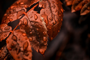 赛场之上,荣耀之争!冰球半决赛赛程揭晓! 赛场之上,荣耀之争!冰球半决赛赛程揭晓!